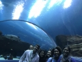 Sharma lab and friends explore the Georgia aquarium at BMES 2018